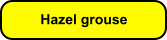 Hazel grouse