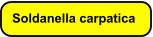 Soldanella carpatica
