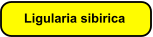Ligularia sibirica