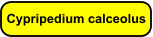 Cypripedium calceolus